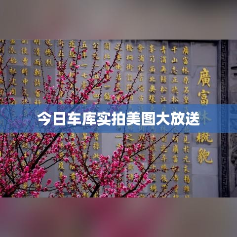 今日车库实拍美图大放送