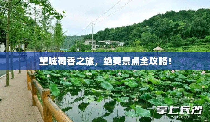 望城荷香之旅，绝美景点全攻略！