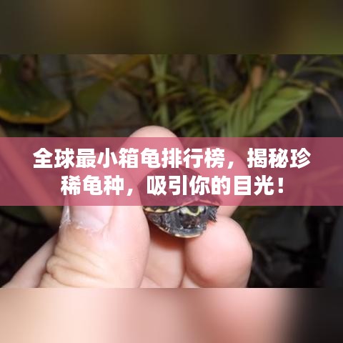 全球最小箱龟排行榜，揭秘珍稀龟种，吸引你的目光！