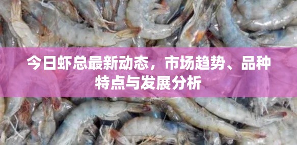 今日虾总最新动态，市场趋势、品种特点与发展分析