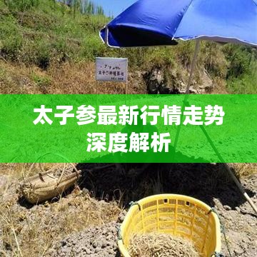 太子参最新行情走势深度解析