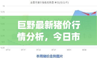 巨野最新猪价行情分析，今日市场走势揭秘