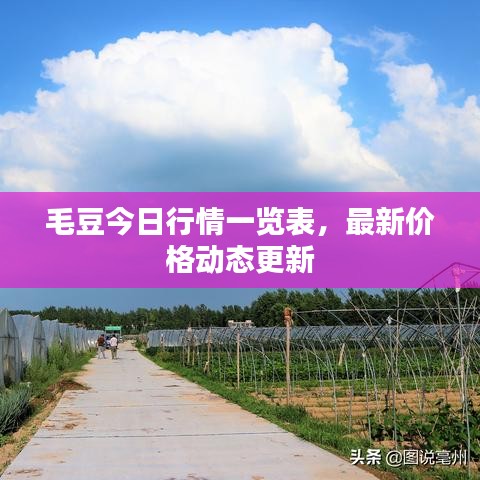 毛豆今日行情一览表，最新价格动态更新