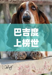 巴吉度上榜世界十大蠢狗排名，独特魅力与挑战解析