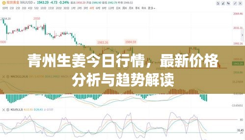 青州生姜今日行情，最新价格分析与趋势解读