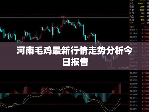 河南毛鸡最新行情走势分析今日报告