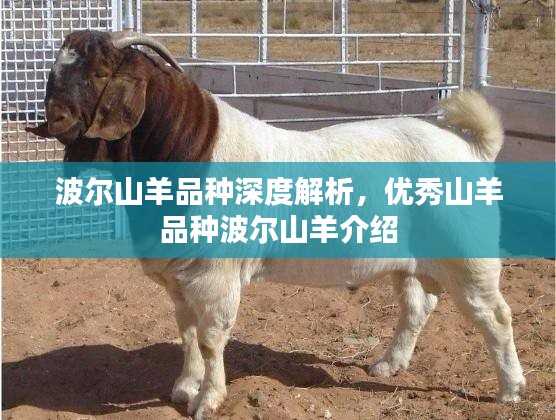 波尔山羊品种深度解析，优秀山羊品种波尔山羊介绍