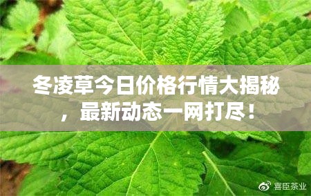冬凌草今日价格行情大揭秘，最新动态一网打尽！