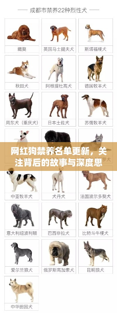 网红狗禁养名单更新，关注背后的故事与深度思考图片呈现