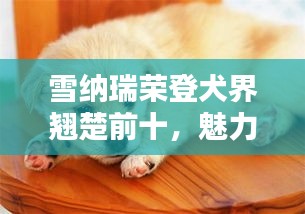 雪纳瑞荣登犬界翘楚前十，魅力深度解析