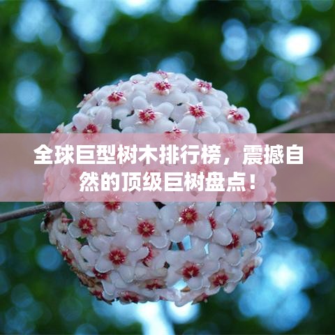 全球巨型树木排行榜，震撼自然的顶级巨树盘点！