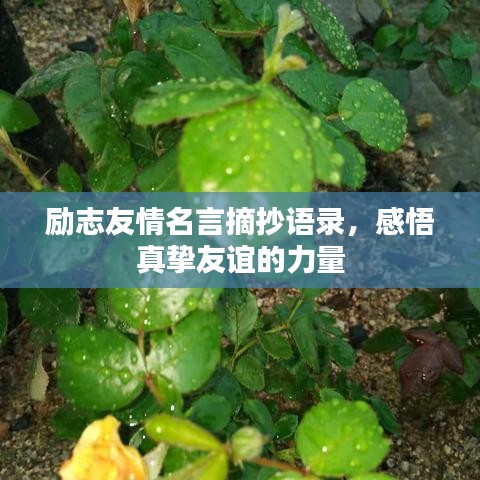 励志友情名言摘抄语录，感悟真挚友谊的力量