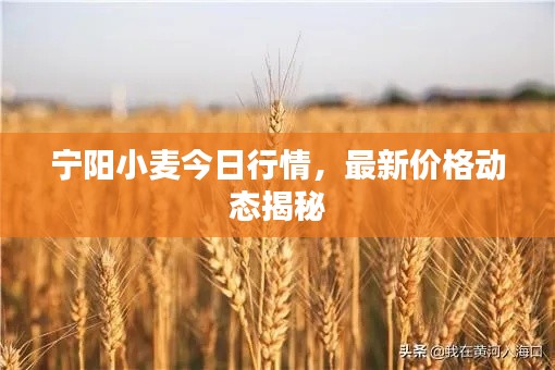 宁阳小麦今日行情，最新价格动态揭秘