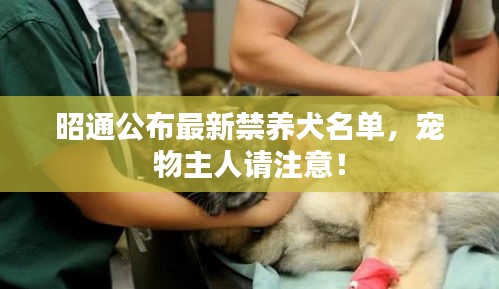 昭通公布最新禁养犬名单，宠物主人请注意！