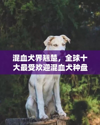 混血犬界翘楚，全球十大最受欢迎混血犬种盘点