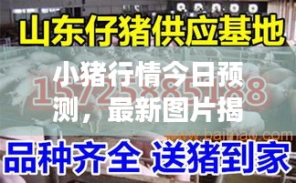 小猪行情今日预测，最新图片揭示市场走势