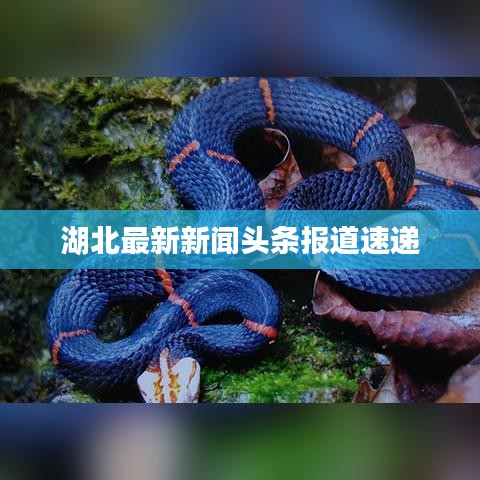 湖北最新新闻头条报道速递