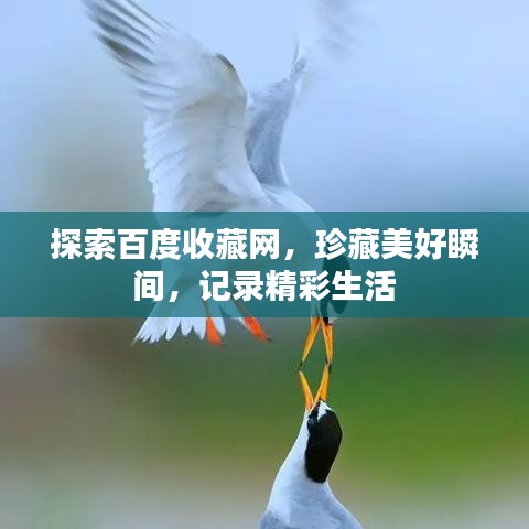 探索百度收藏网，珍藏美好瞬间，记录精彩生活
