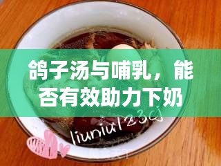 鸽子汤与哺乳，能否有效助力下奶？