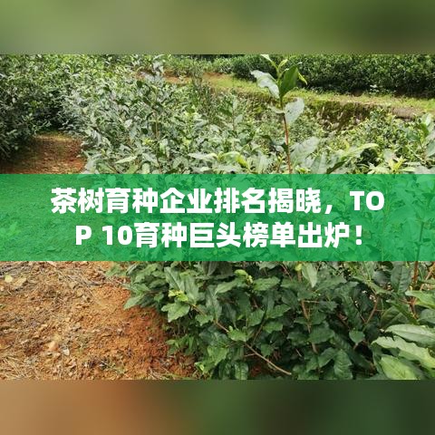 茶树育种企业排名揭晓，TOP 10育种巨头榜单出炉！