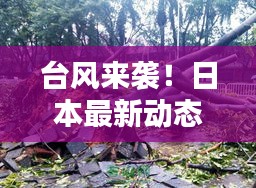台风来袭！日本最新动态报道消息揭秘