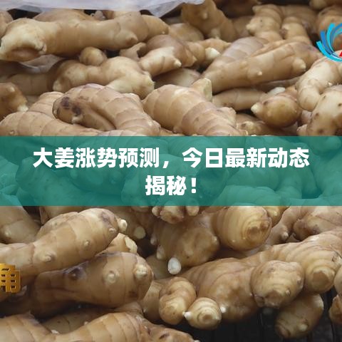 大姜涨势预测，今日最新动态揭秘！
