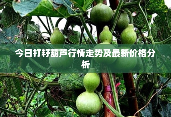 今日打籽葫芦行情走势及最新价格分析