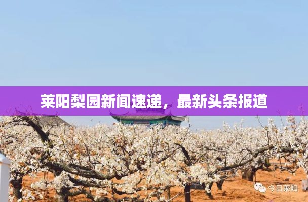 莱阳梨园新闻速递，最新头条报道
