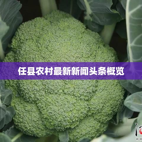 任县农村最新新闻头条概览