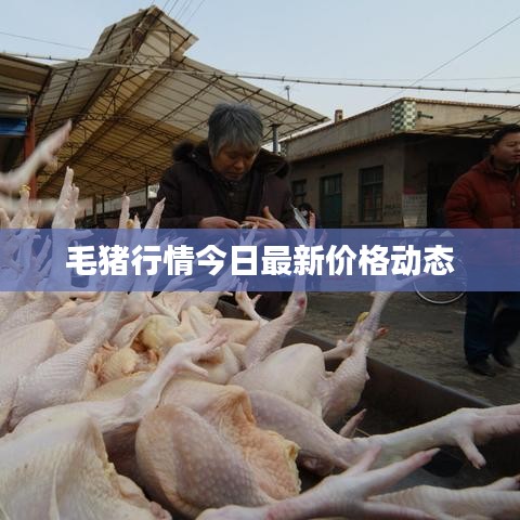 毛猪行情今日最新价格动态