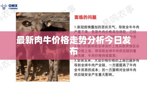 最新肉牛价格走势分析今日发布