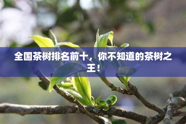 全国茶树排名前十，你不知道的茶树之王！