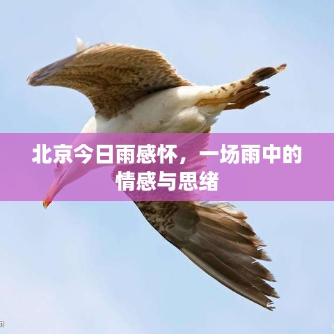 北京今日雨感怀，一场雨中的情感与思绪