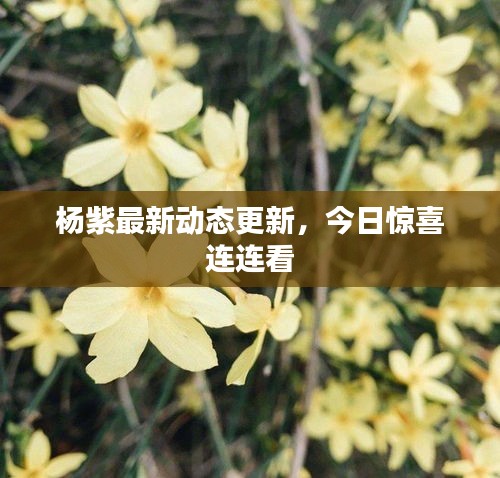 杨紫最新动态更新，今日惊喜连连看