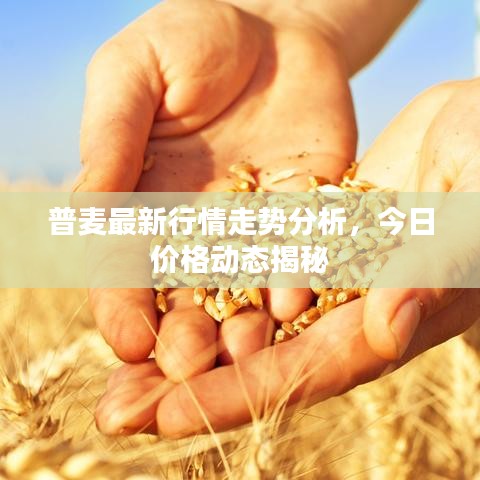 普麦最新行情走势分析，今日价格动态揭秘