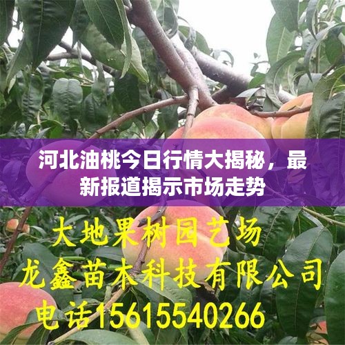 河北油桃今日行情大揭秘，最新报道揭示市场走势