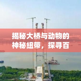 揭秘大桥与动物的神秘纽带，探寻百度关键词背后的故事