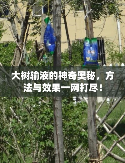 大树输液的神奇奥秘，方法与效果一网打尽！