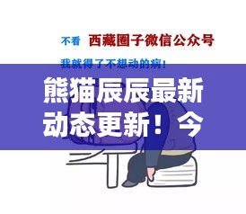 熊猫辰辰最新动态更新！今日新鲜资讯一网打尽