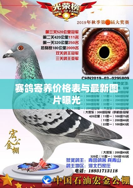赛鸽寄养价格表与最新图片曝光