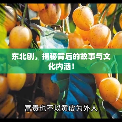 东北刨，揭秘背后的故事与文化内涵！