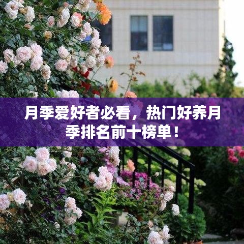 月季爱好者必看，热门好养月季排名前十榜单！