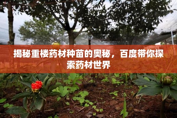 揭秘重楼药材种苗的奥秘，百度带你探索药材世界