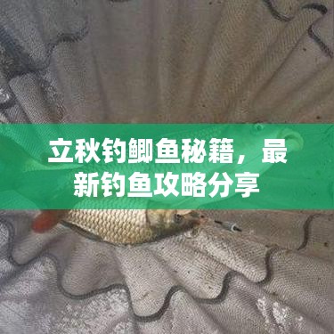 立秋钓鲫鱼秘籍，最新钓鱼攻略分享