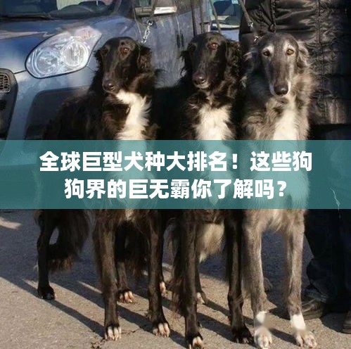全球巨型犬种大排名！这些狗狗界的巨无霸你了解吗？