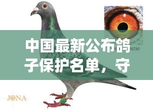 中国最新公布鸽子保护名单，守护和平之翼的飞翔
