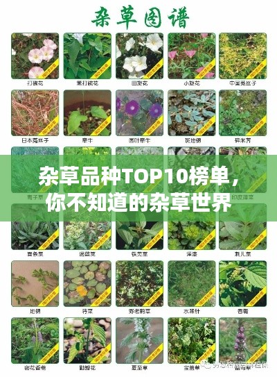 杂草品种TOP10榜单，你不知道的杂草世界
