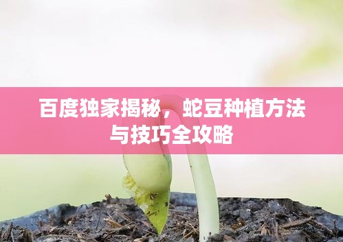 百度独家揭秘，蛇豆种植方法与技巧全攻略