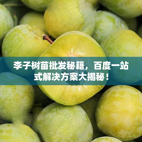 李子树苗批发秘籍，百度一站式解决方案大揭秘！