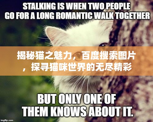 揭秘猫之魅力，百度搜索图片，探寻猫咪世界的无尽精彩
